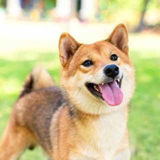 パチ屋の駐車場で犬を車内放置している人がいるらしい