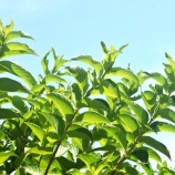 『老いの覚悟と生き方Ⅱ(5650回記念)(31)「老いるが勝ち!」(2)』の画像