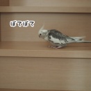 階段を見学するクスィー