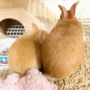 モーニングルーティン。【#ボコとデコ #PR #腸活 #ゆる腸活 】