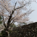 松坂城跡の桜