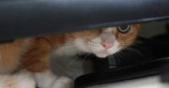 準備段階で警戒する猫。