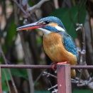 今日のカワセミ