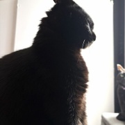 【猫写真】寒くてちょっと距離が近くなる猫たち