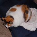 猫に小判を与えたら。 埋蔵金：千八百伍拾弐両　子供は風ぇの子ぉ・・・。
