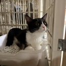 里親さんが決まった猫たち(3/8～)