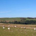 英国つれづれ日記
