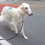 いんちょブログ