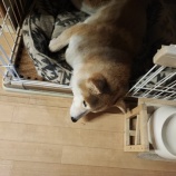 『すず🐾はみ出てるよ😅』の画像