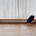 馬とニャンコと男と女