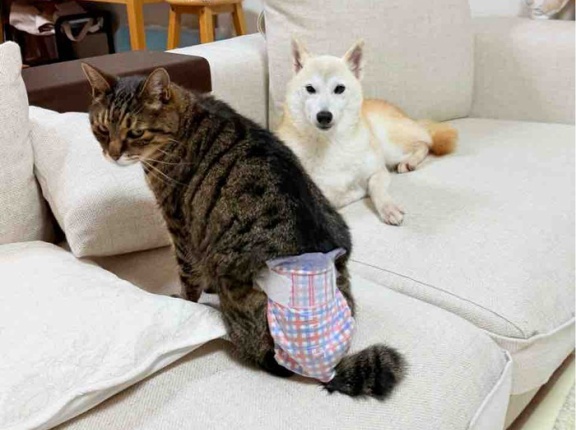 銀ちゃんの紙パンツ大作戦、大成功のはずでしたが(-_-;)