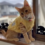 にゃんこ三昧な生活