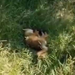 野生のキツネが木陰で静かに眠っていた。そっと近づいて撫でてみた → こうなった…