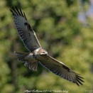 猛禽ポイントのノスリ(2025/12/27投稿)2枚 SONY α1