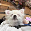 ポメラニアン☁️