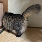 おそらくその平凡こそ幸せ　猫と私と家族の日常