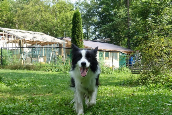 犬と森林浴 大雪山麓のドッグラン日記