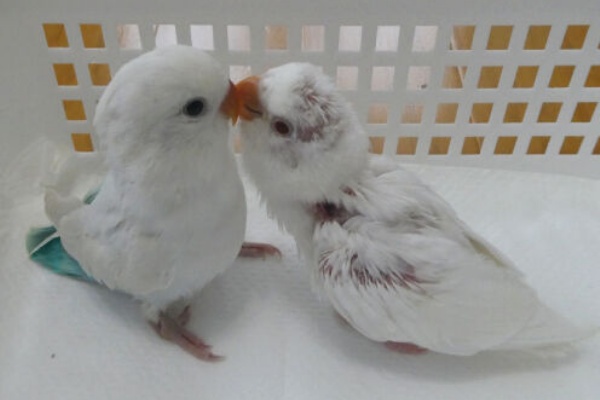 コザクラインコ東京 東京都足立区 北綾瀬 コザクラインコ東京 東京都足立区 北綾瀬