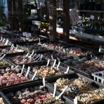 多肉屋　たなか