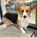 シャンプーと部分カット　コーギーのアーサーちゃん　リコパ川崎店担当吉田