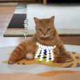 猫の“圧”が横綱級
