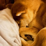 風太通信～柴犬風太の日記帳