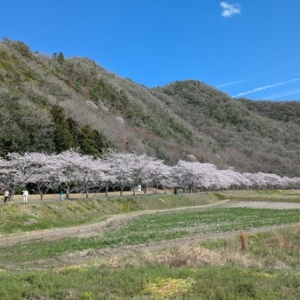 兵庫 上郡 お花見ツーリング