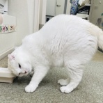 annex ニャンコのずっとのお家探し。