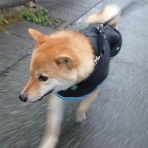 柴わんこと暮らす日々