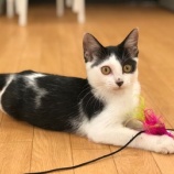 『【猫】うにくん トライアル決定』の画像