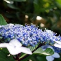 梅雨の花 咲き誇る