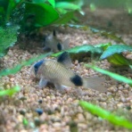 フィッシュショップFUJIのblog