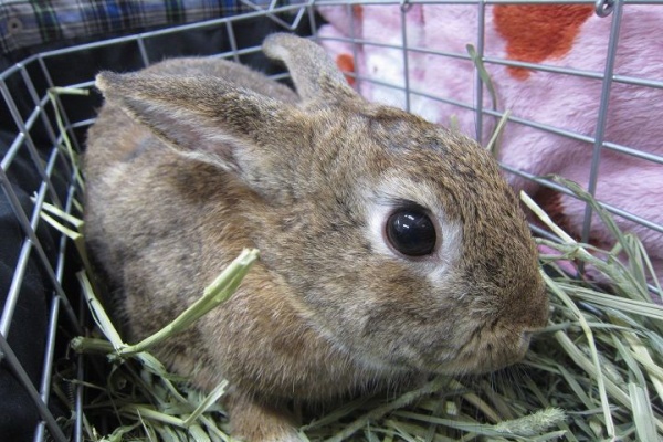 うさぎのきた道 子宮疾患