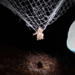 恋ふ森野郎の研究日誌