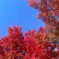 【日記】漫画はもう描けないのかもしれない。