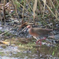幼鳥から若鳥に成長したヒクイナを撮るⅡ🦜（多々良沼公園）