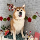 1/19 トリミングに来てくれた子達