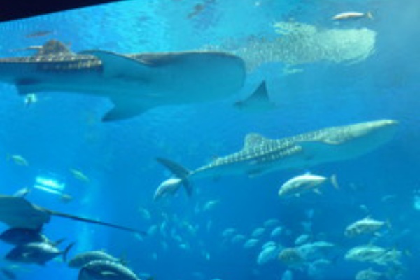 アンパイな人生 ケルモッ