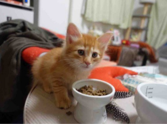 子猫の食育中　20260613
