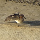 流山市と野田市の境界でケリ、ジョウビタキペア行動観察記
