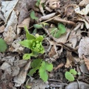 早春、来たる【フキノトウ実食編】