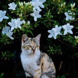 『猫と友達になる』の画像