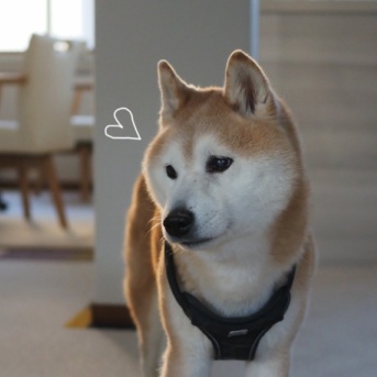 西日を浴びて…