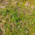 戦いすんで日は暮れて　～アラフィフゲイの田園lifeときどき婚活(？)