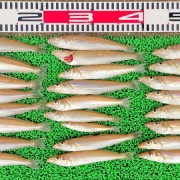 2026年4月18日　釣果