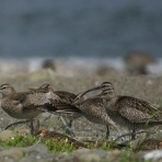 治水緑地の野鳥日記