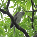 花鳥いろいろ 四季の野鳥