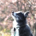 アナベルにかこまれて