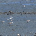 2025年8月26日の野鳥公園