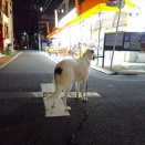 疲れていてもとても楽しかった